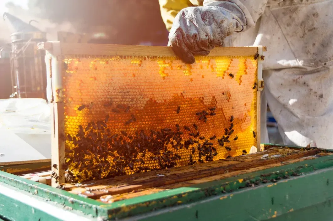 Categoria caixa para propolis de Floricultura SA