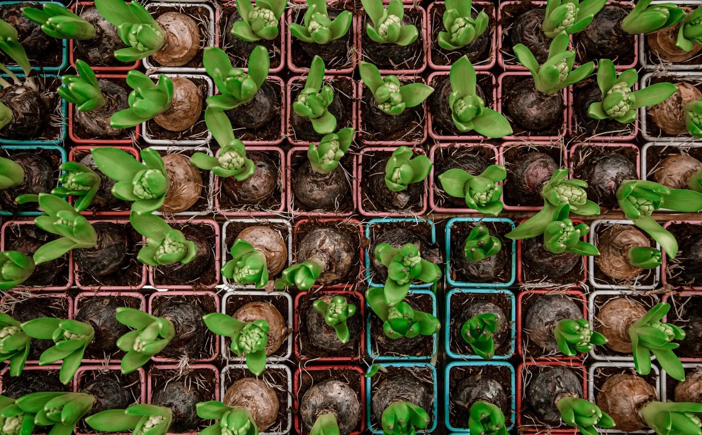 Categoria caixa para transporte de mudas de Floricultura SA