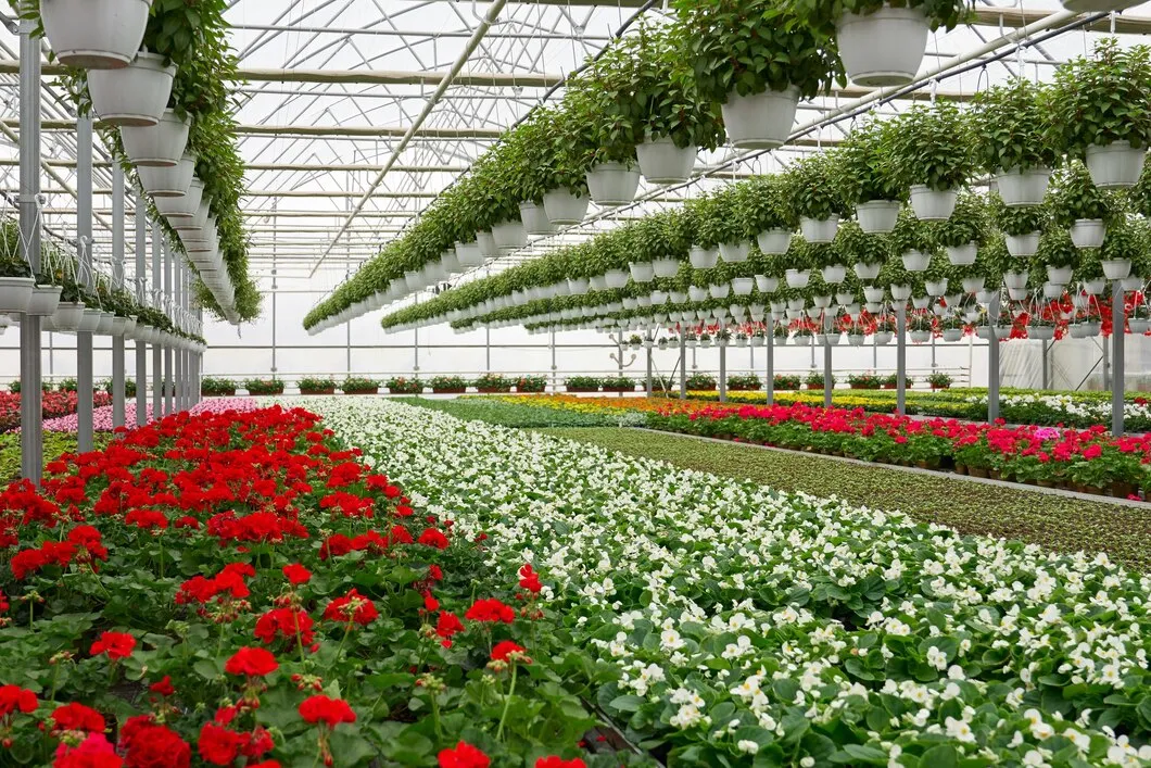 Categoria estufa para flores de Floricultura SA