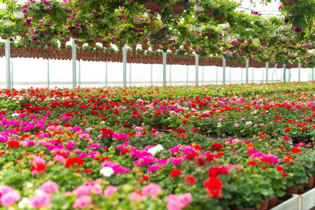 Estufa Pequena Para Flores