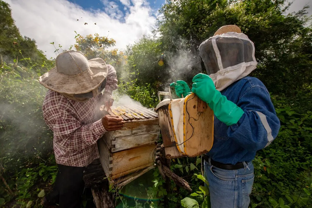 Categoria fumigador apícola de Floricultura SA