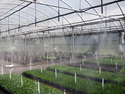 Categoria nebulizador para estufas de Floricultura SA