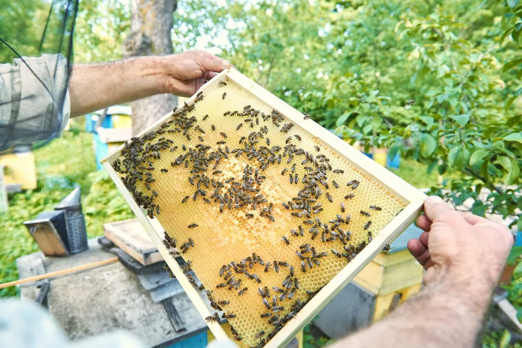 Quadro Apicola Criacao