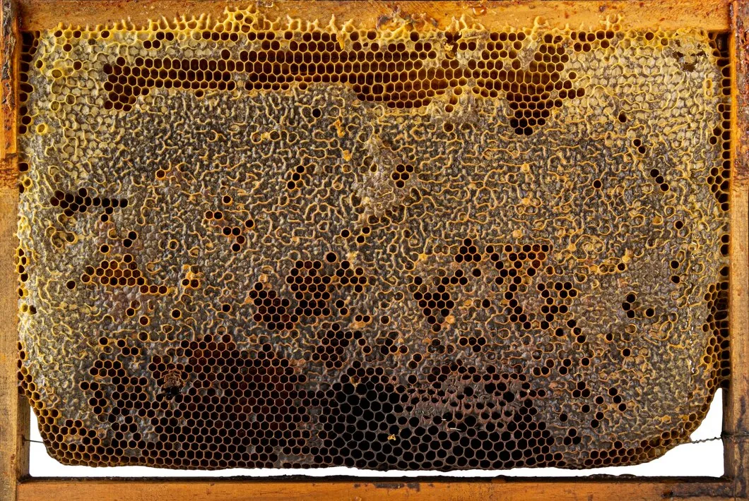 Quadro Para Abelhas Apicultura