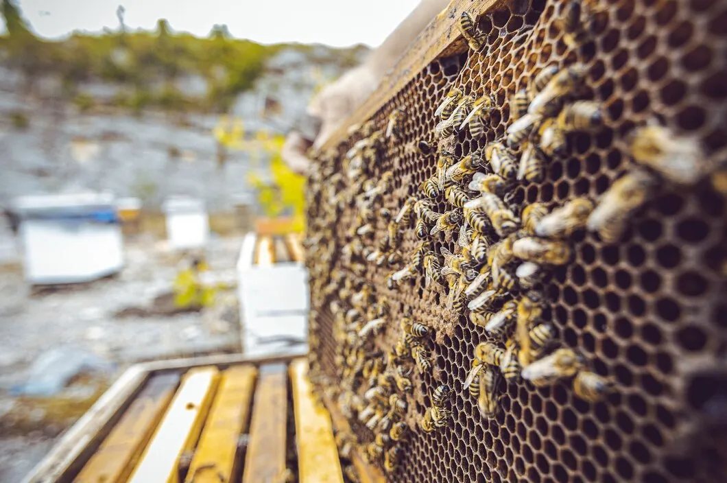 Categoria rede de proteção para colmeias de Floricultura SA