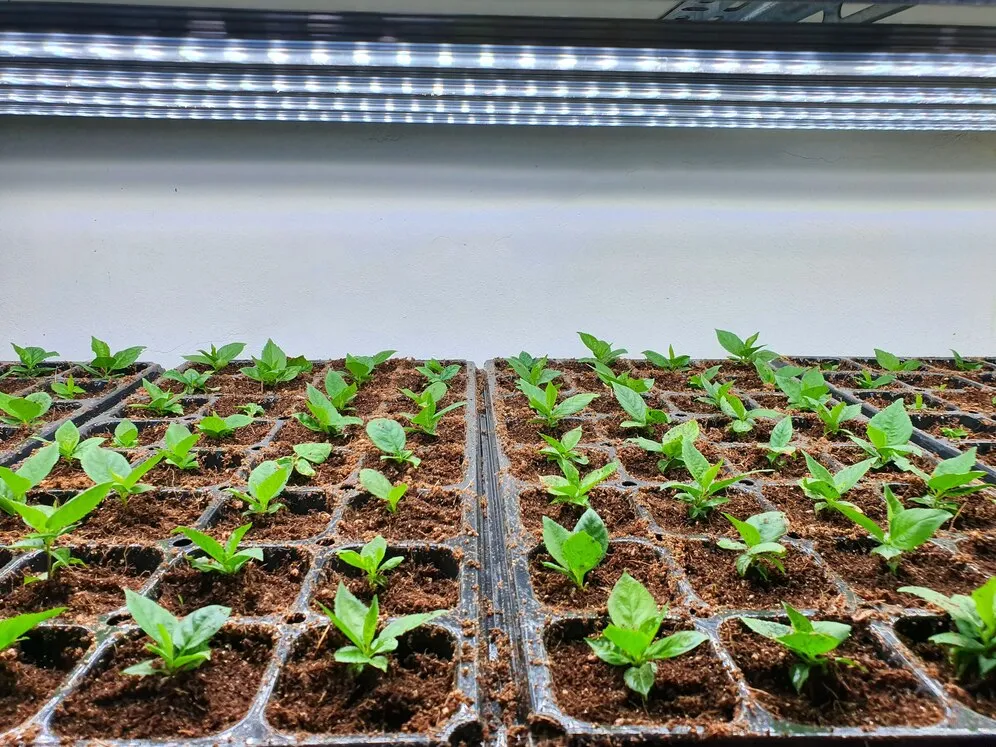 Aquecimento Para Estufas De Flores